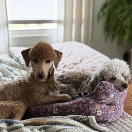 AKC Small Standard Poodle for Breeding in Brockway, pa