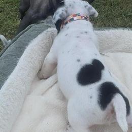 Exotic Bully Puppies Ready for New Homes in Morrow, ga