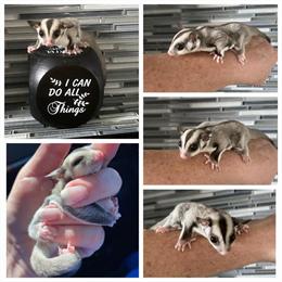 Sugar Gliders Available - Male and Female Joeys in Tampa, fl
