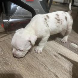 Bully Puppies - Merle and Tricolor Available in Chicago, il