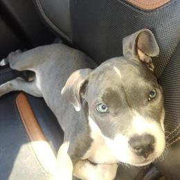 American Bully Puppy from Expensive Bloodlines for Sale in Cleveland, oh