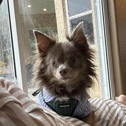 Chihuahua - Amazing Long Haired Companion in Sarasota, fl