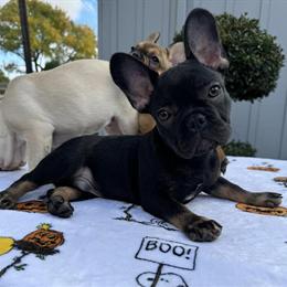 French Bulldog Puppy Looking for Forever Home in Concord, ca