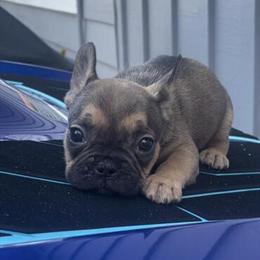 Gorgeous AKC French Bulldog Puppies Available for Adoption in Concord, ca
