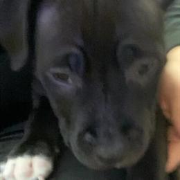 Beautiful Blue Nose American Pit Bull Terrier Puppies in Des Moines, ia