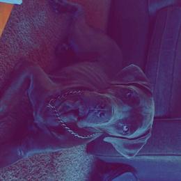 Cane Corso Stud Available - 6 Months Old in Rochester, mn
