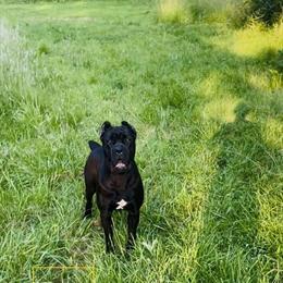 Cane Corso Stud Services Available from Onyx in Maple Heights, oh