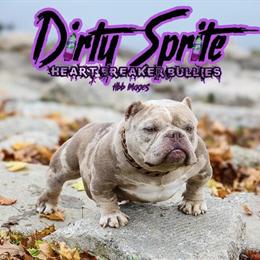 Lilac Merle Bulldog Stud Available for Breeding in Warren, mi