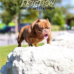 Micro Bully Stud Seeking New Home in Warren, mi
