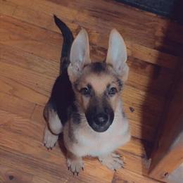 German Shepherd Puppy in SW Missouri in Nevada, mo