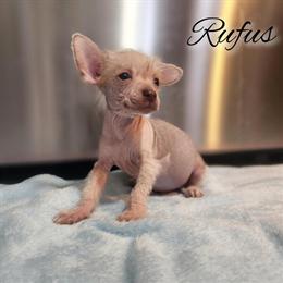Chinese Crested Puppies - 3 Males Ready for Homes in Fayetteville, nc