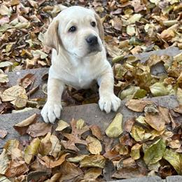 AKC Male Labrador Retriever Puppy Seeking Forever Home in Albion, mi