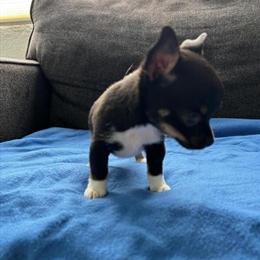 Chihuahua Puppy Looking for a Loving Home in Irvine, ca
