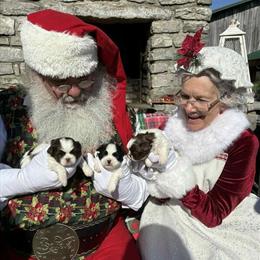 Shih Tzu Puppy Available in Murfreesboro, tn