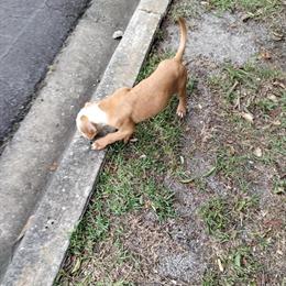 Beautiful Blue Fawn Pit Bull Puppy in Florence, sc