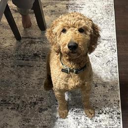 Goldendoodle Stud Service Available in Sterling Heights, mi
