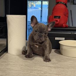 Female Blue Brindle French Bulldog Ready for Forever Home in Port Saint Lucie, fl