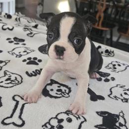 Boston Terrier Male Puppy Available in Water View, va