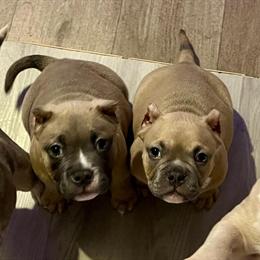 American Bully Pups Available for Adoption in Greenville, sc