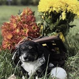 Dachshund Puppy with Blue Eyes Available in Asheville, nc
