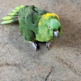 Yellow Naped Amazon Parrot for Sale in Bowling Green, ky