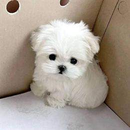 Teacup Female Maltese Puppy Available in Clermont, fl