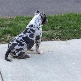Male American Bully Available - 5 Months Old in Akron, oh