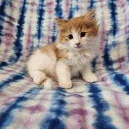 Siberian Male Kitten Ready for a Loving Home in Boca Raton, fl