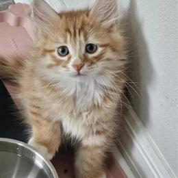 Gorgeous Siberian Male Kittens Ready for New Homes in Boca Raton, fl