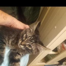 Maine Coon Kittens Available in Roanoke, va