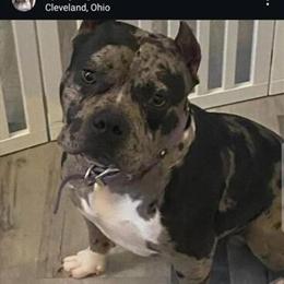 Merle Bully Stud ABKC Registered in Cleveland, oh