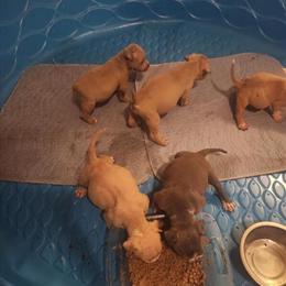 American Bully Pups - 1 Male and 2 Females Available in Cleveland, oh