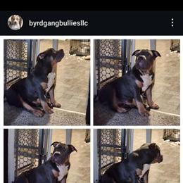 Tri Stud with ABKC Pedigree for Breeding in Cleveland, oh