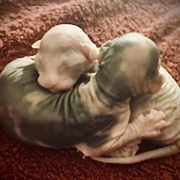 Sphynx Kittens Available for Adoption in Hastings, mn