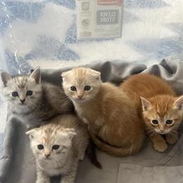 Scottish Fold Kittens Available for Adoption in Brooklyn, ny