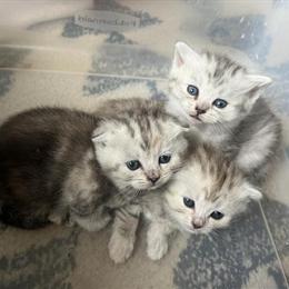Scottish Fold Kittens Available for Adoption in Brooklyn, ny