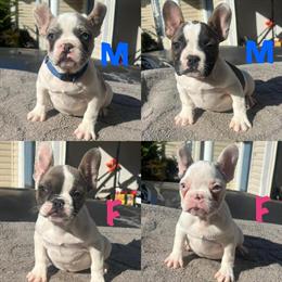 French Bulldog Puppies for Rehoming in Charlotte, nc