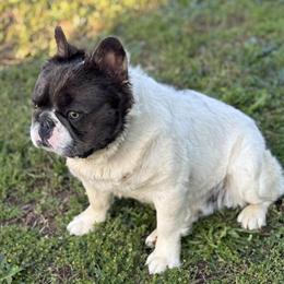 Fluffy French Bulldog for Stud in Charlotte, nc