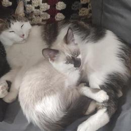 Sweet Female Cat Wilma Needs a Home in Northville, mi