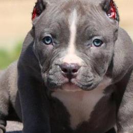 Ear Cropping Services Available for $150 in Charlotte, nc