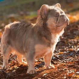 Fluffy French Bulldog Stud Available at Intro Rate in Greensboro, nc