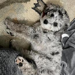 Miniature Poodle Puppy Available - 11 Weeks Old in Richmond, va