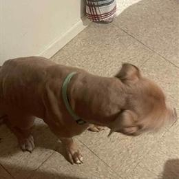 Bully available for rehoming, 1 year old in Pontiac, mi