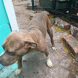 1-Year-Old Blue and White Brindle American Pit Bull Terrier in Middleburg, fl