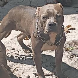 Two 1-Year-Old Blue and White Bulldogs in Middleburg, fl
