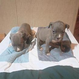Classic and Pocket Bully Puppies Ready for Rehoming in Middleburg, fl