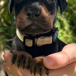 Doberman Puppies Available for Adoption in Spring Hill, fl