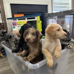Labradoodle Puppies Available - 3 Left! in Carrollton, va