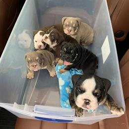 Tri Colored English Bulldogs Available Now in Columbus, oh