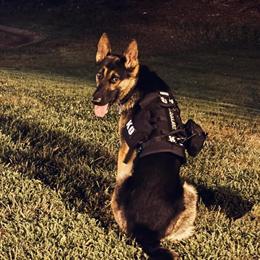 16-Month-Old Male German Shepherd Looking for a Loving Home in Vineland, nj